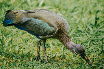 Hadada Ibis in the grass, Uganda