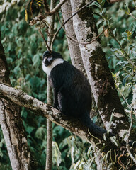 L'Hoest's monkey observes quietly in Ugandan woods.