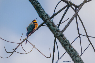 Vibrant bird perched amidst Uganda's tranquil wilderness.