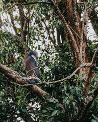 L'Hoest's monkey observes quietly in Ugandan woods.