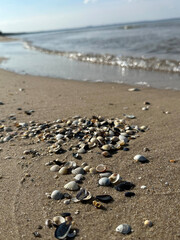 Fototapeta na wymiar Seaside shells - Polish Baltic Sea, Summer Vibes, Sand and Shells