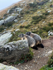Couple of cute alpine marmots - Alps