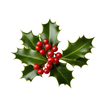 Holiday Holly Leaf Watercolor Collection: High-Quality PNGs on a Transparent Background