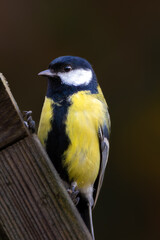 Great tit bird in close up on wood with clean background