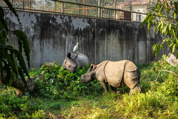 A rhino rests amidst lush greenery while another has a white bird perched on its back, both set...