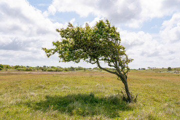 The strong wind in this dune area near Vogelenzang determines the growth direction of this...