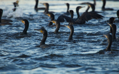 Flock of Cormorants fishing  on the lake Nielisz Poland. Cormorant. Phalacrocorax carbo. Cormorant on the water.