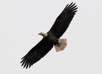 American Bald Eagle soaring under a cloudy sky on a gloomy day