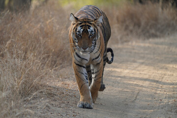 Tiger portrait - gorgeous