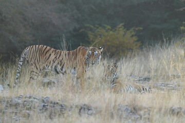 Bengal tiger brothers in the grass