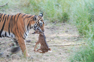 Tiger in Ranthambhore with a kill