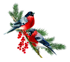 Birds Bullfinches on the branch