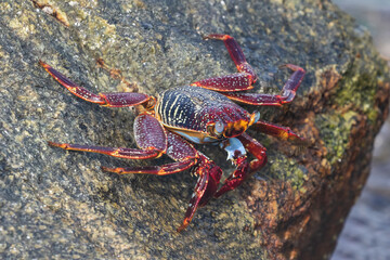 Red Sally Lightfoot Crab (Grapsus grapsus) on rock at the beach in Aruba. 
