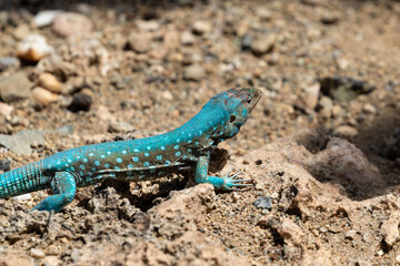 Aruba Whiptail Lizard (Cnemidophorus arubensis), standing on rocks and sand. Vibrant blue scales for mating season. 
