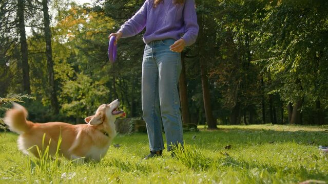Happy little dog welsh corgi playing with woman on grass outdoors female pet owner handler cynologist master training playful golden puppy jumping trying to catch toy rubber ring in city park outside