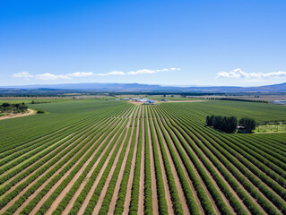 Drone images show rows of plantations seen from above. A sunny day with a blue sky - obrazy, fototapety, plakaty