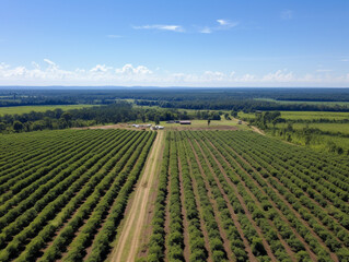 Fototapeta na wymiar Drone images show rows of plantations seen from above. A sunny day with a blue sky