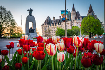 Canadian Tulip Festival on Elgin Street, with the National War Memorial and the Fairmont Chateau Laurier in the background, Ottawa, Canada. Photo taken in May 2022.