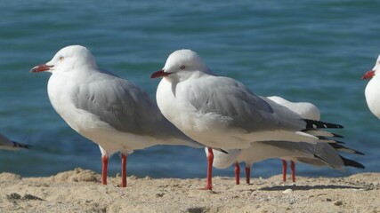 Fototapeta premium birds standing on the beach near water and sand