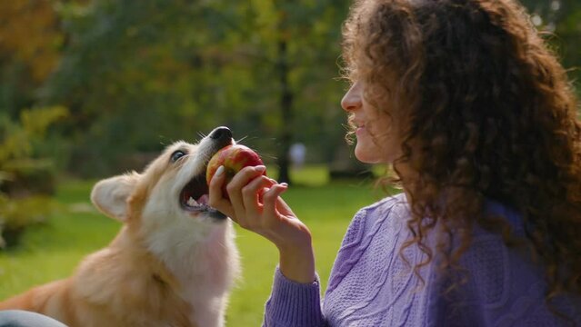Playful little dog welsh corgi playing with girl Caucasian woman handler eat fruit in nature park picnic outdoors naughty funny fluffy puppy biting apple pet food doggie treats having fun best friends