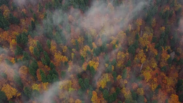 Aerial top view of colorful autumn forest with morning mist. Bird's eye view of deciduous and conifers trees in the late fall season partially covered by fog