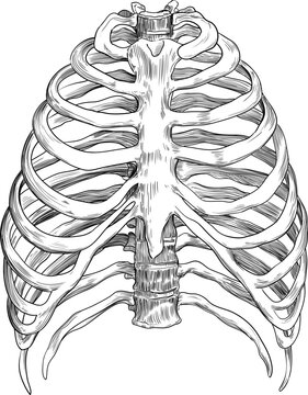 Rib cage skeleton, medical illustration