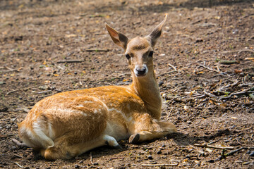 Persian fallow deer fawn in a forest ground