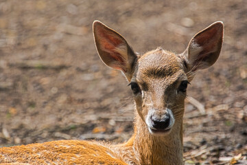 Persian fallow deer fawn in a forest ground - Powered by Adobe