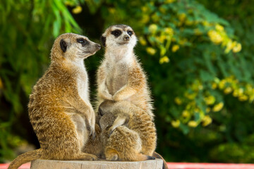 Meerkat mother and offspring is sitting on a trunk