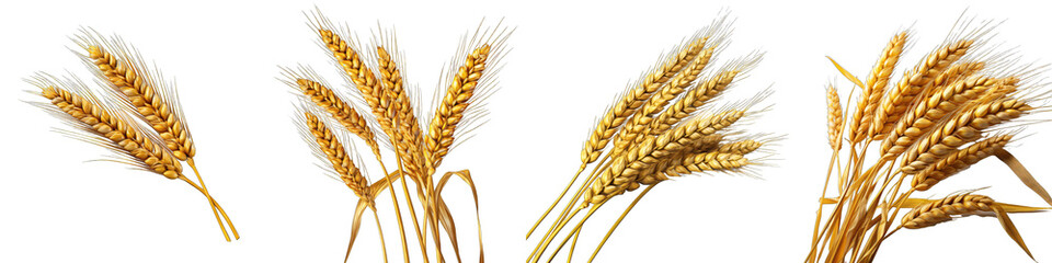 An ear of wheat Hyperrealistic Highly Detailed Isolated On Transparent Background Png File - obrazy, fototapety, plakaty