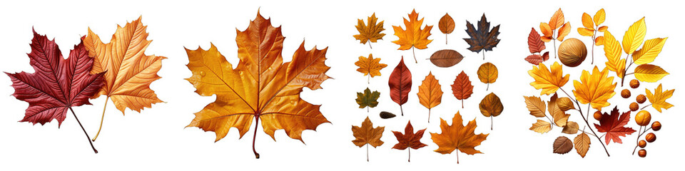 autumn leaves Hyperrealistic Highly Detailed Isolated On Transparent Background Png File