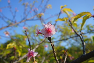 Obraz premium 狂い咲きの桜・季節外れに咲く桜の花2023/11/2