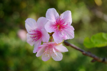 狂い咲きの桜・季節外れに咲く桜の花2023/11/2