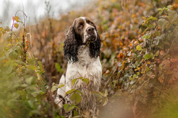 Portrait of an old english springer cocker spaniel dog in autumn outdoors
