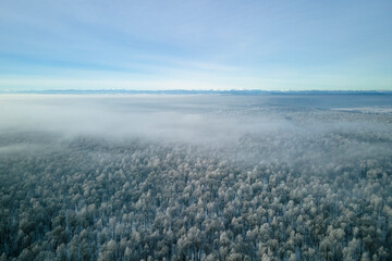 Aerial view of snow covered white forest with frozen trees in cold winter. Dense wild woodland in wintertime