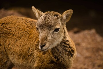 Close-up shot of a small mouflon looking around in a curious manner