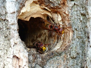 Hornets clustered together in a hollow in a tree, with a nest located nearby