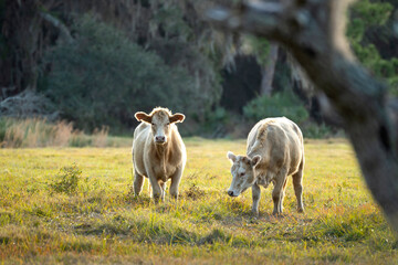 Milk cows grazing on green farm pasture on summer day. Feeding of cattle on farmland grassland