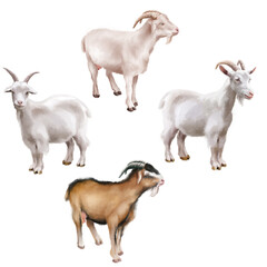 ch&egrave;vre blanc, aquarelle, mouton, animal, ferme, ch&egrave;vre, agneau, mammif&egrave;re, blanc, b&eacute;tail, gazon, agriculture, animal, nature, prairie, vert, laine, jeune, domestique, printemps, champ, b&eacute;b&eacute;, agricultu