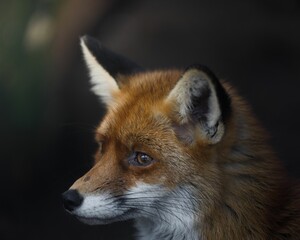 Fototapeta premium Closeup shot of a beautiful orange fox in a forest