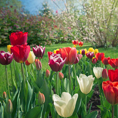 Blooming Tulips in a Garden