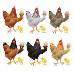 poulet, poule, oiseau, ferme, blanc, animal, nid, oeuf, dans la main, coq, volaille, isolé, poussin, agriculture, rouge, empennage, bétail, brun, nature, bec, coquelet, oeuf, oiseau, domestique, rural