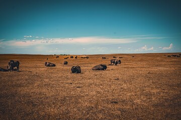 the animals are grazing on the desert near waterfowl