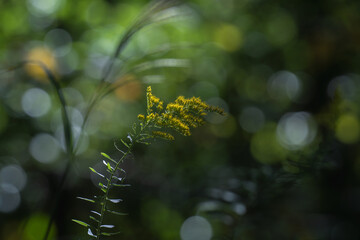 セイタカアワダチソウ