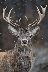 Red deer with snowflakes