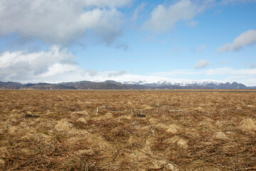 Dried plants on field and mountain range against sky