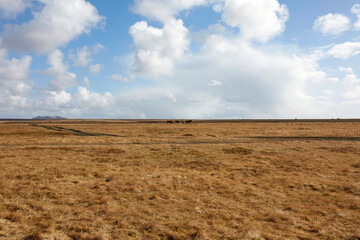 Icelandic grassland with wild horses