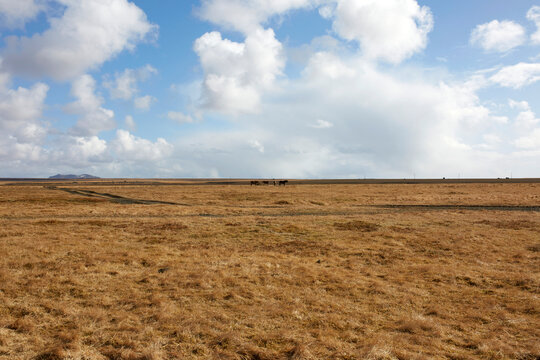 Icelandic grassland with wild horses