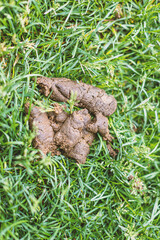 Fototapeta premium Fresh poop made by dog in a green grass. Park in a France.