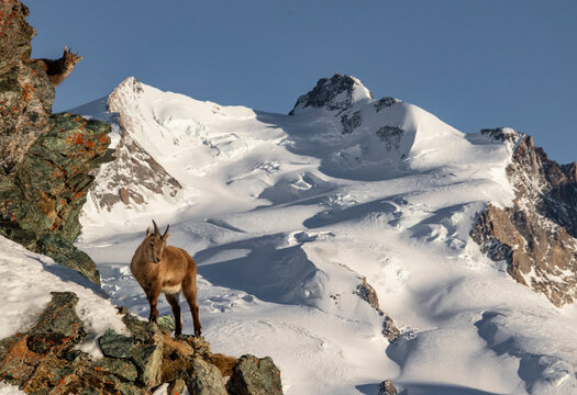 Brown goat standing on a rocky cliff - Powered by Adobe